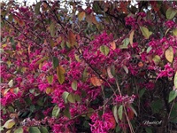 f087bd4d-20190319 Loropetalum.jpg